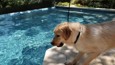 Yellow lab jumping in a pool