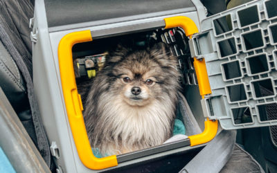 Fluffy dog in car seat