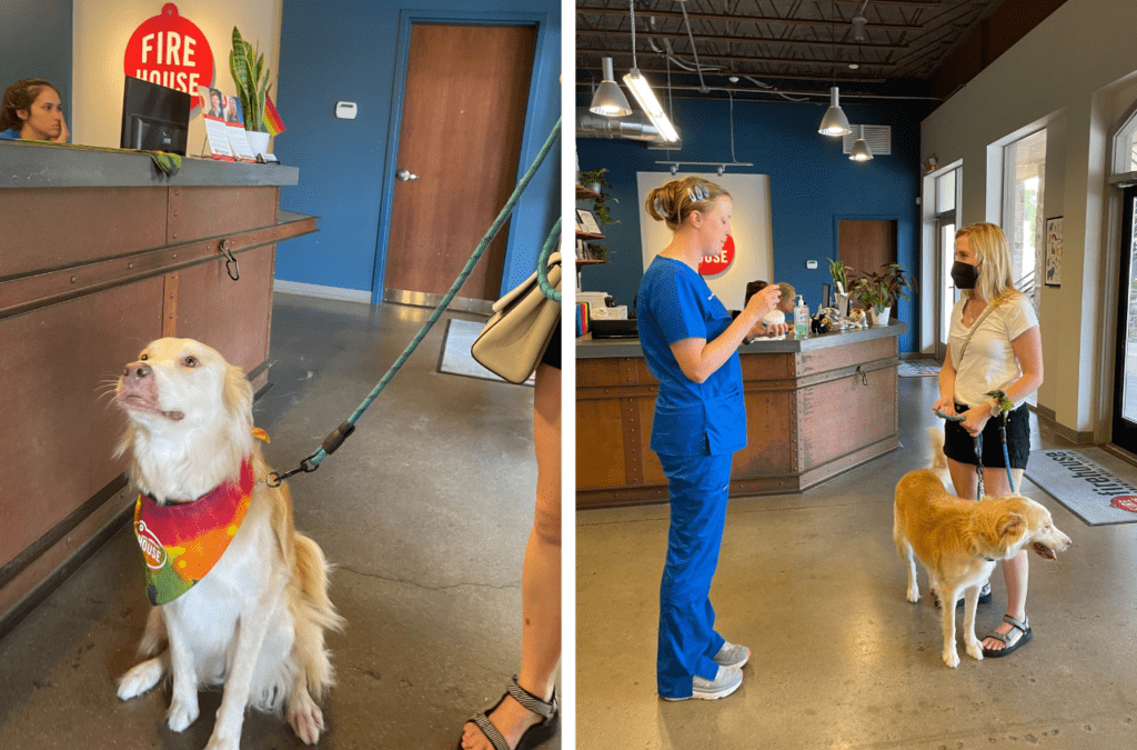 6 Signs Your Pet Has Allergies   Dogs suffer more often than cats
