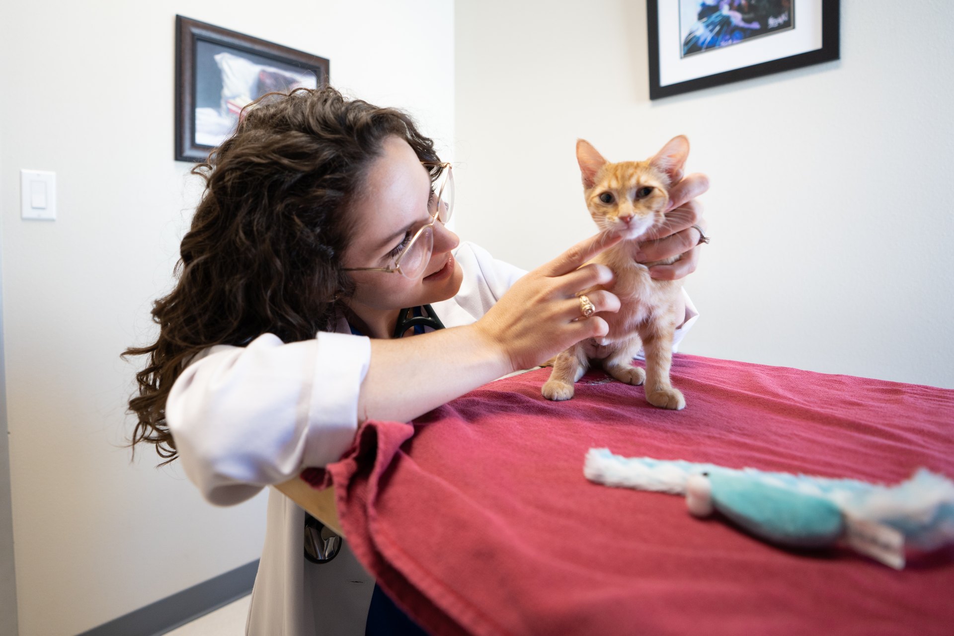 Video Gallery Firehouse Animal Health Center 183