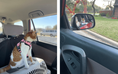 Tips for Traveling with Your Cat and Dog  The best way to vacation with your jet-set pet