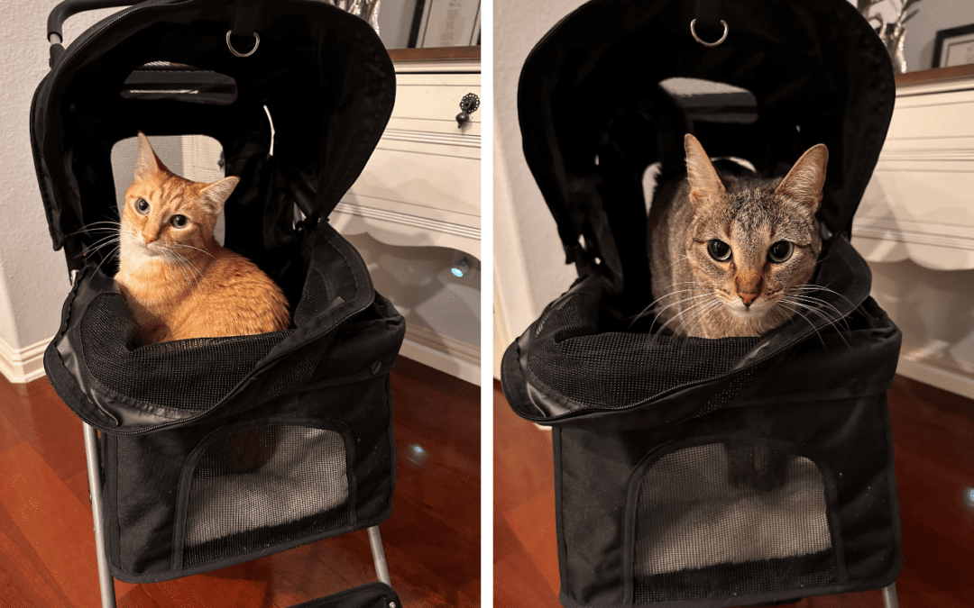 How Stress Affects Your Cat  Contact us if your cat is experiencing these symptoms