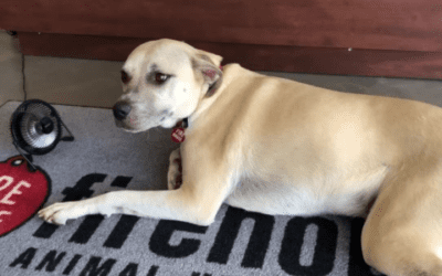 Protect Your Pup From Heat Exhaustion Keep your cool pet from turning into a hot dog this summer