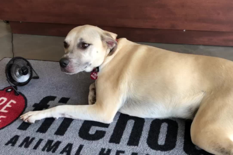 tan dog on carpet