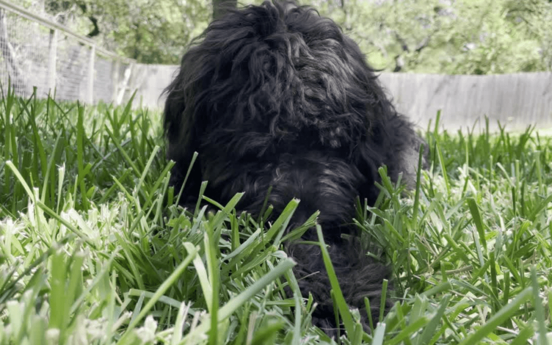 Why your dog might have a grass-eating habit  7 causes dogs eat lawns