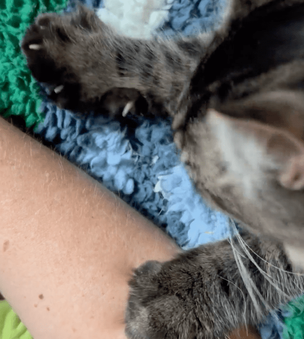 Why Do Cats Knead?   Here’s why cats “make biscuits.”