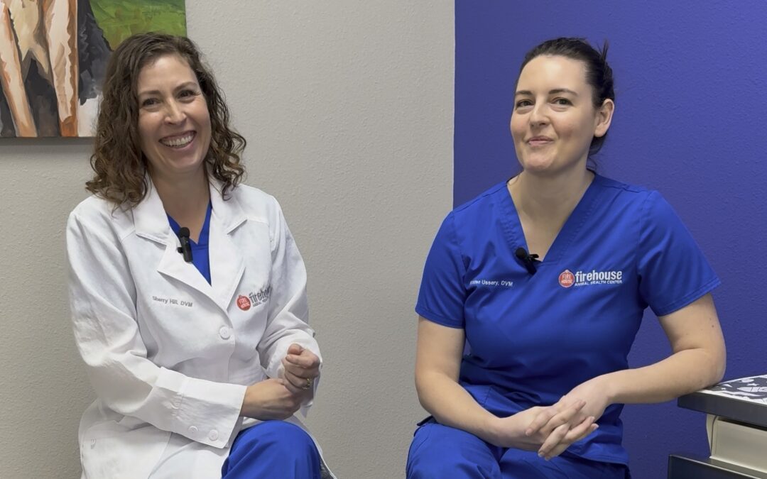 8 Essential Safety Tips for Pets This Summer  Gain Insightful Summer Health Tips from Drs. Sherry Hill and Kristen Ussery