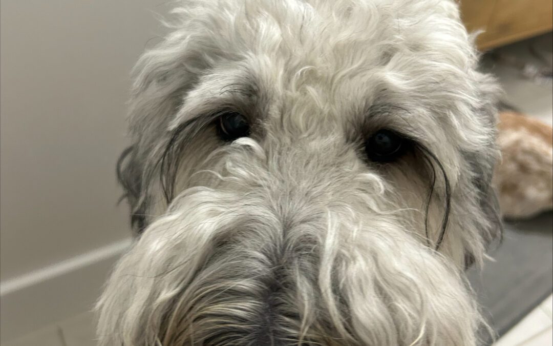 Protect Your Pet from Painful Ear Infections  Advice on symptoms, prevention, and treatment for cats and dogs