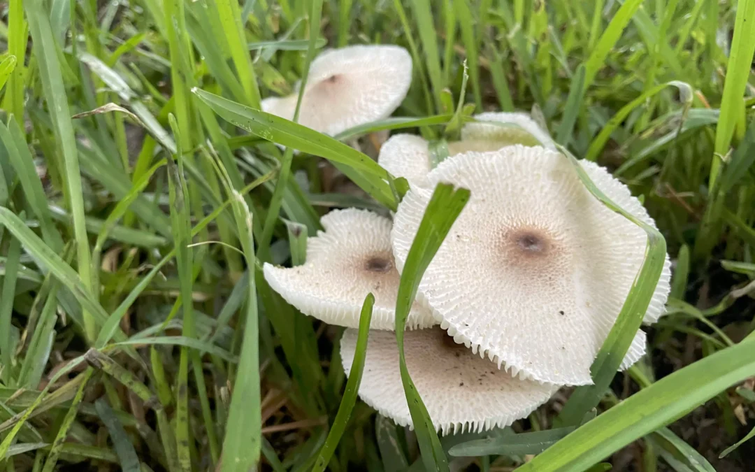 Garden Mushrooms Can Harm Your Pet  Tips to protect your dog or outdoor cat