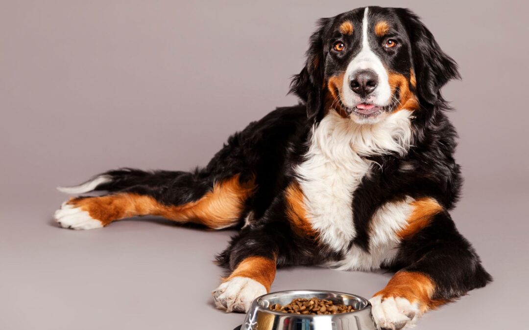 Grain-Free Diets Are Unhealthy for Dogs  Pet food made from chickpeas, lentils, soy, and other legumes harming dogs’ hearts