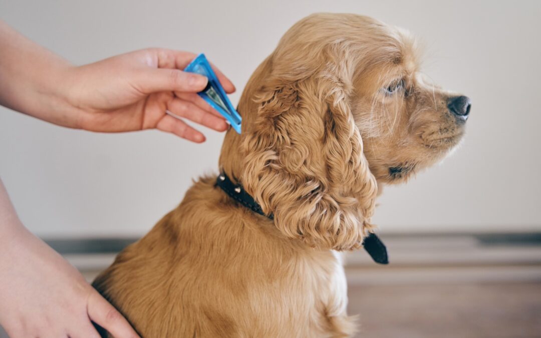 Protect Your Pets from Heartworm Disease  Keep your dogs & cats healthy with a preventive med