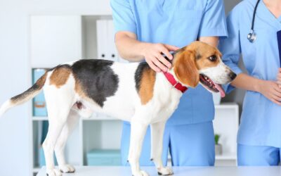 Don’t Forget Your Pet When Prepping for Emergencies  Consider your dogs and cats before a fire, flood, or natural disaster