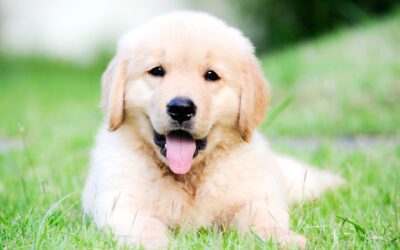 Dog Owners Can Prevent Canine Parvovirus  A vaccine protects your pet against this highly contagious (and potentially deadly) disease