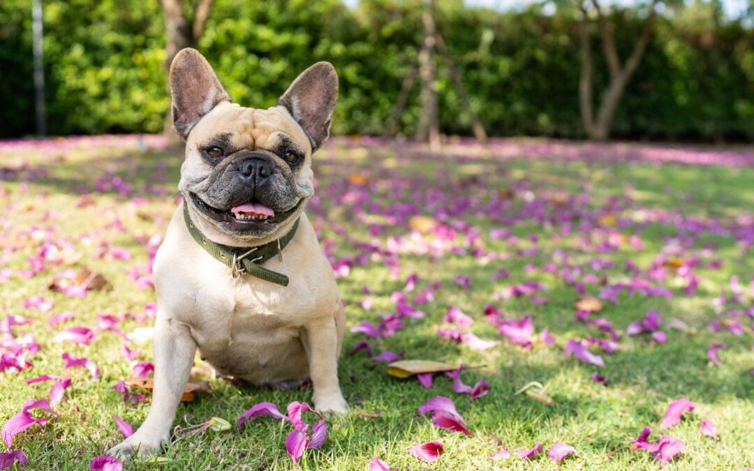 What to Know About Blue-Green Algae  Practical tips to help your dog avoid toxic water exposure