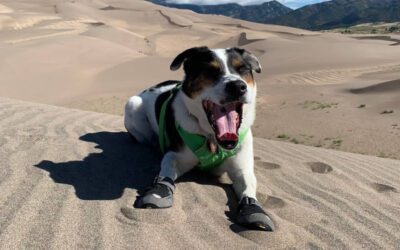 Adventure Ready: 5 Safety Tips for Hiking and Camping With Pets