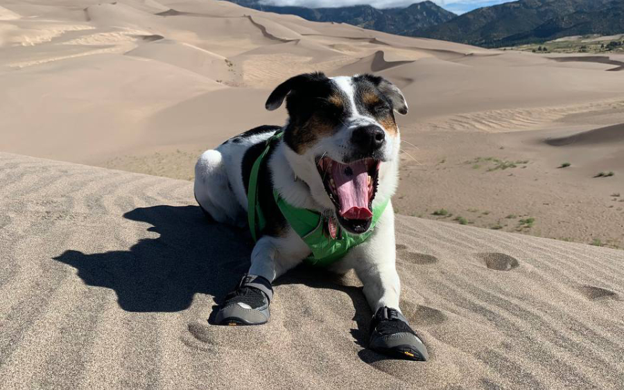 Dog in green harness yawning on sand dunes with mountains in the background